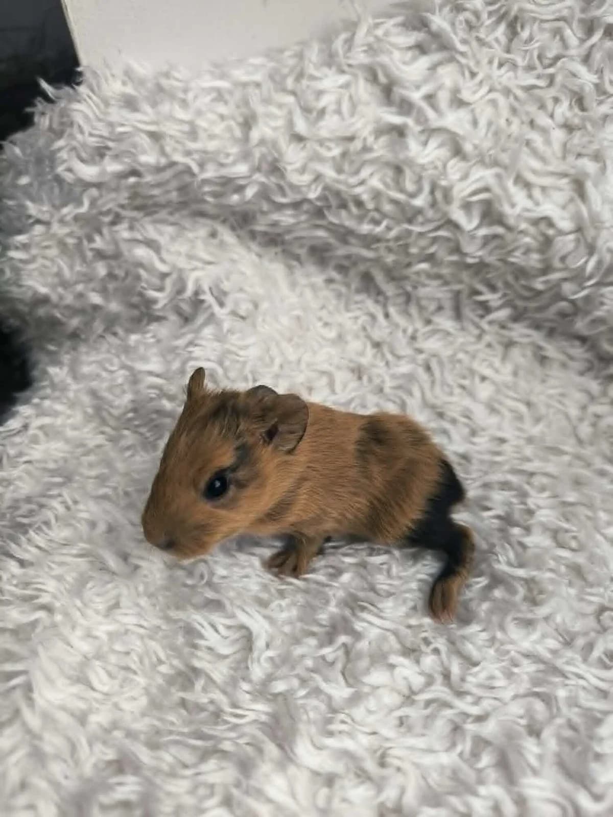 Enola, Mixed Breed (Šance zvířatům)