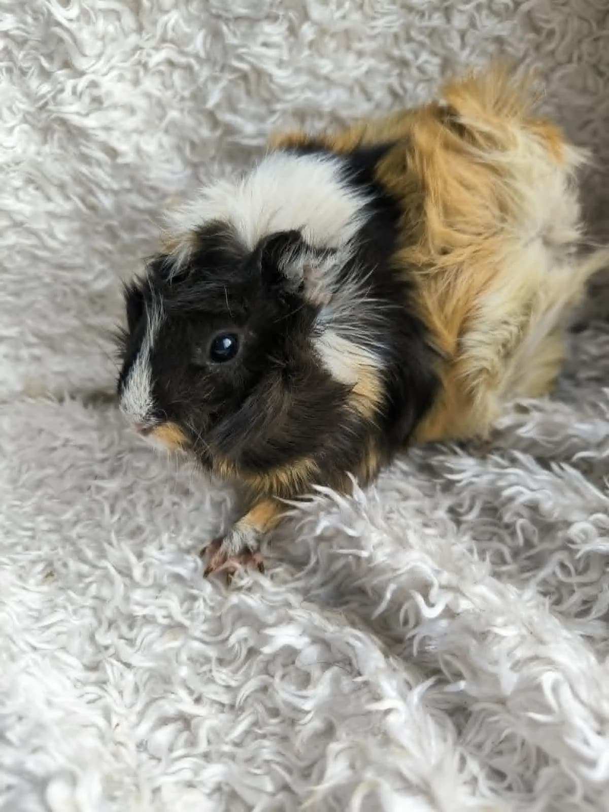 Muna, female Mixed Breed for adoption at Šance zvířatům