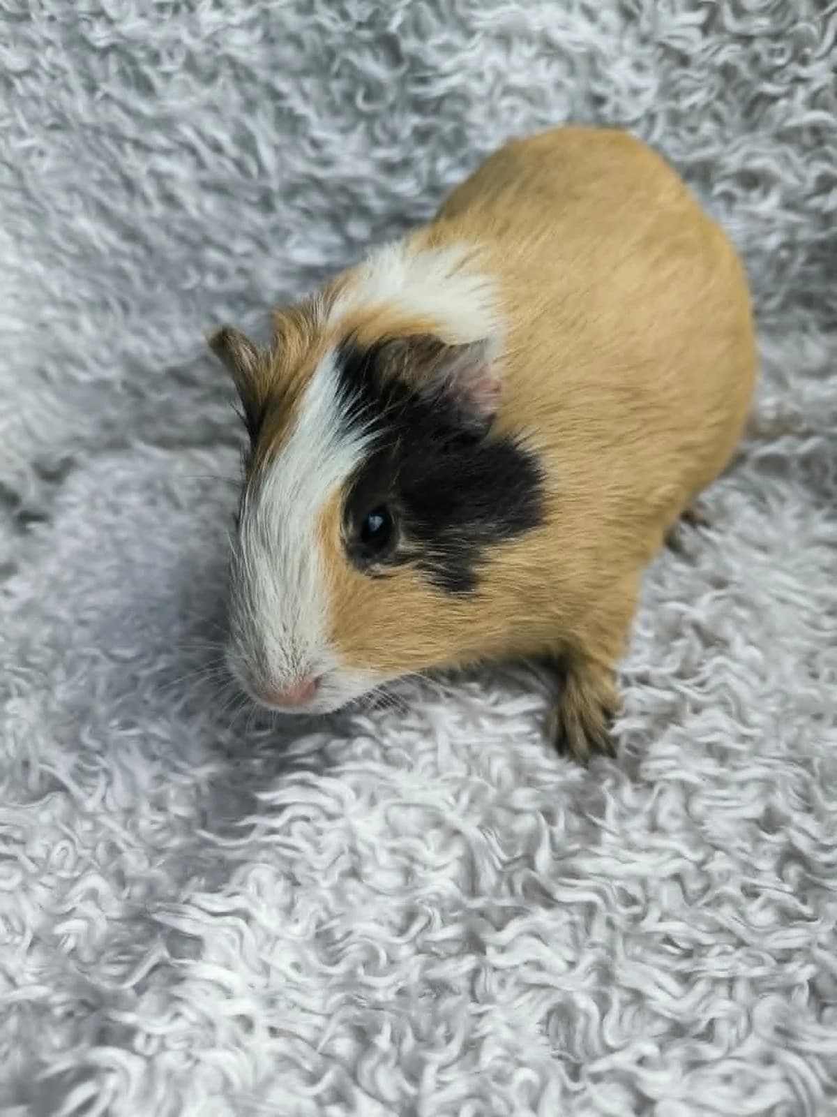 Mila, female Mixed Breed for adoption at Šance zvířatům