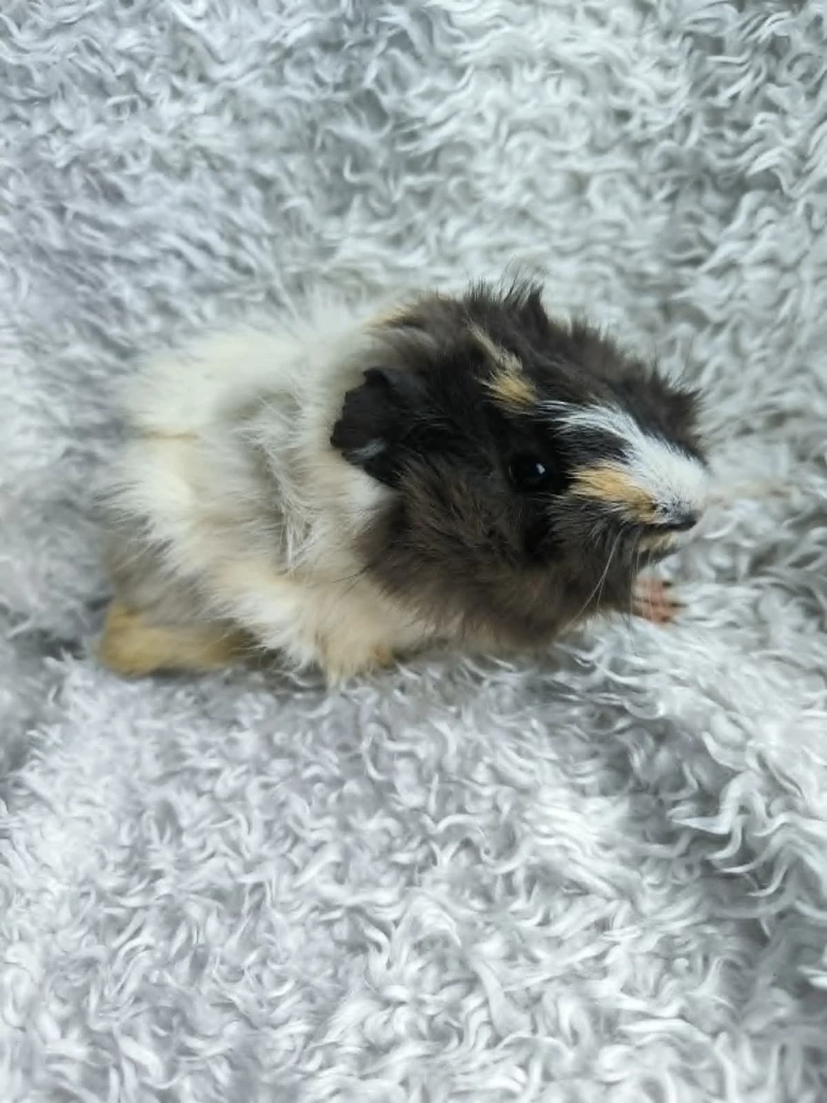 Medea, female Mixed Breed for adoption at Šance zvířatům
