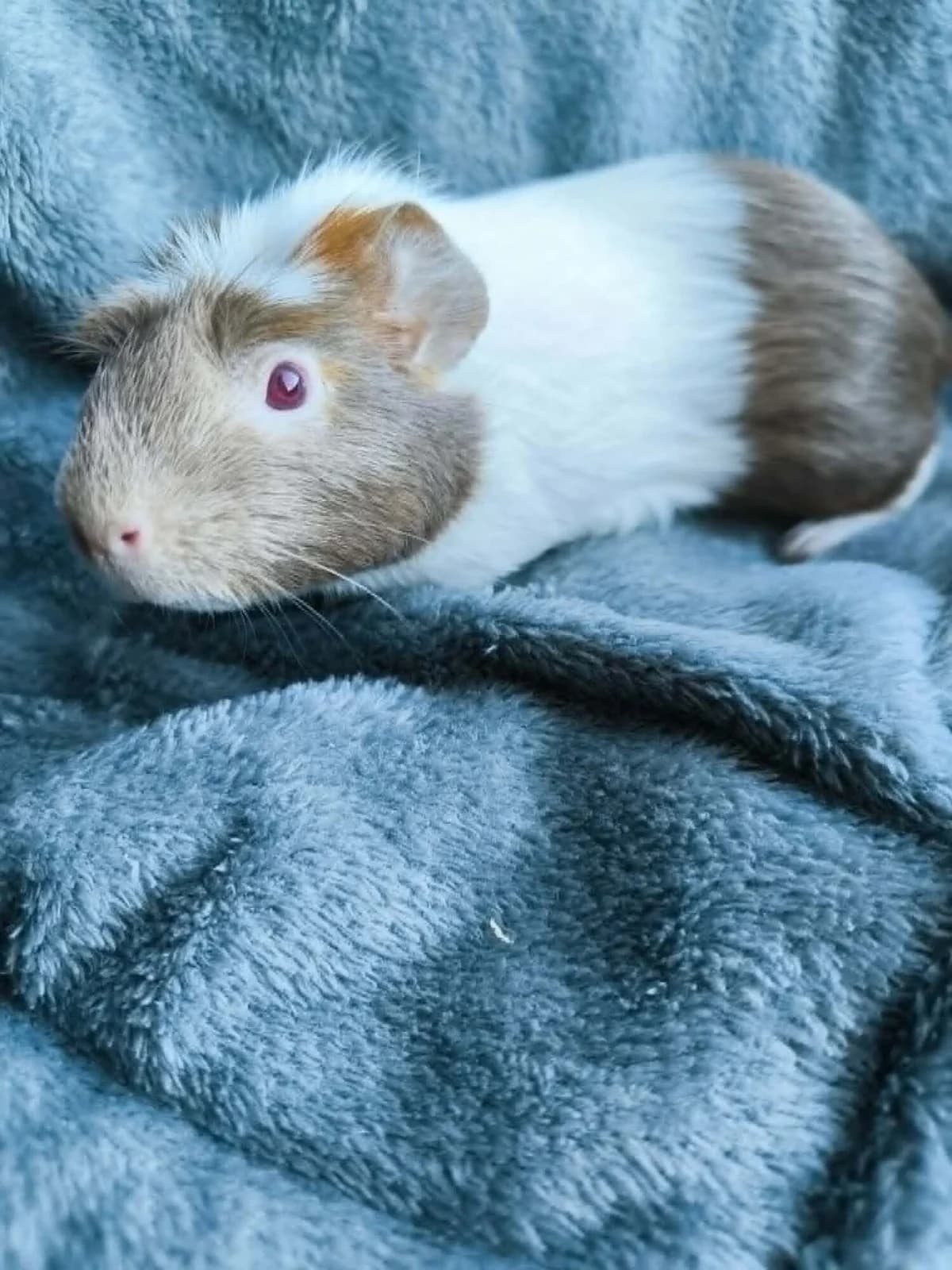 Sora, female Mixed Breed for adoption at Šance zvířatům