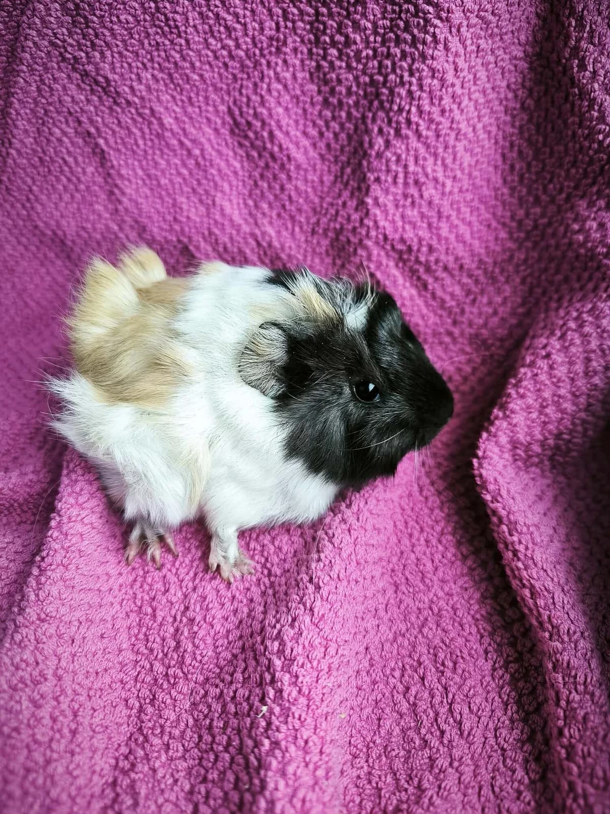 Nessie, female Mixed Breed for adoption at Šance zvířatům