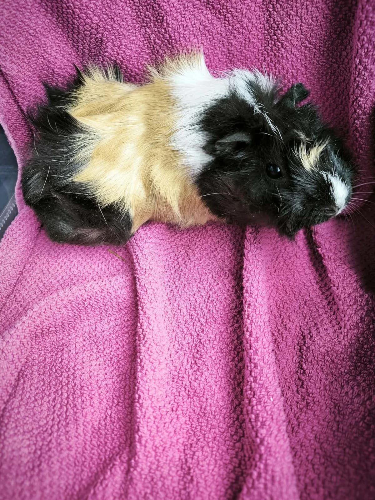 Nimue, female Mixed Breed for adoption at Šance zvířatům