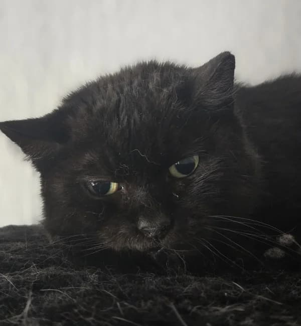 Bublina,  Mixed Breed for adoption at Santa Kočičí záchranná stanice, Czech Republic