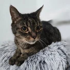 Slepejša, female senior Mixed Breed for adoption at Santa Kočičí záchranná stanice, Czech Republic
