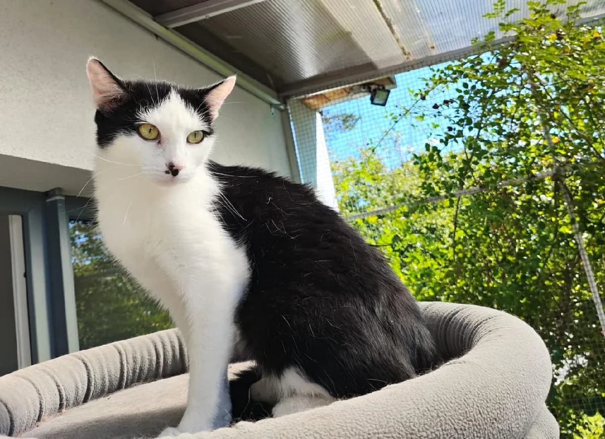 Gabrielek, male Mixed Breed for adoption at Strašecké kočičí depozitum, Nové Strašecí