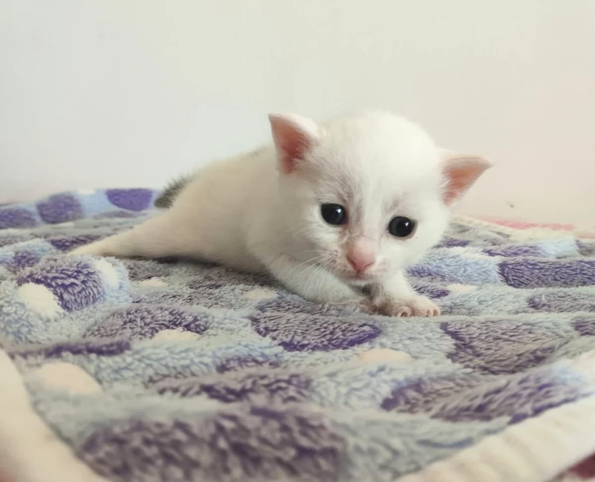 Jasmínka, female Mixed Breed for adoption at Strašecké kočičí depozitum, Nové Strašecí