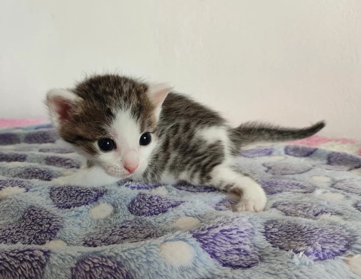 Jeníček, female Mixed Breed for adoption at Strašecké kočičí depozitum, Nové Strašecí
