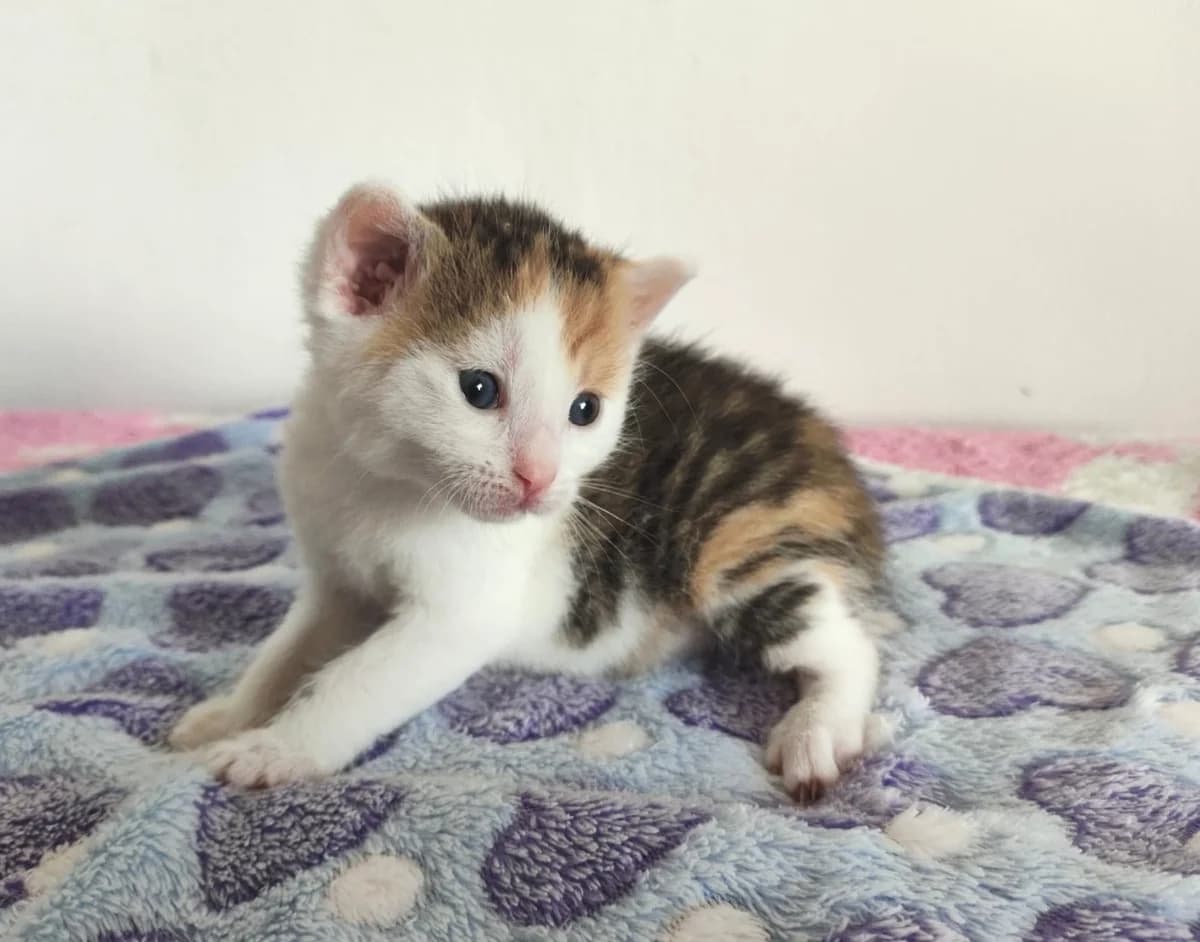 Johanka, female Mixed Breed for adoption at Strašecké kočičí depozitum, Nové Strašecí