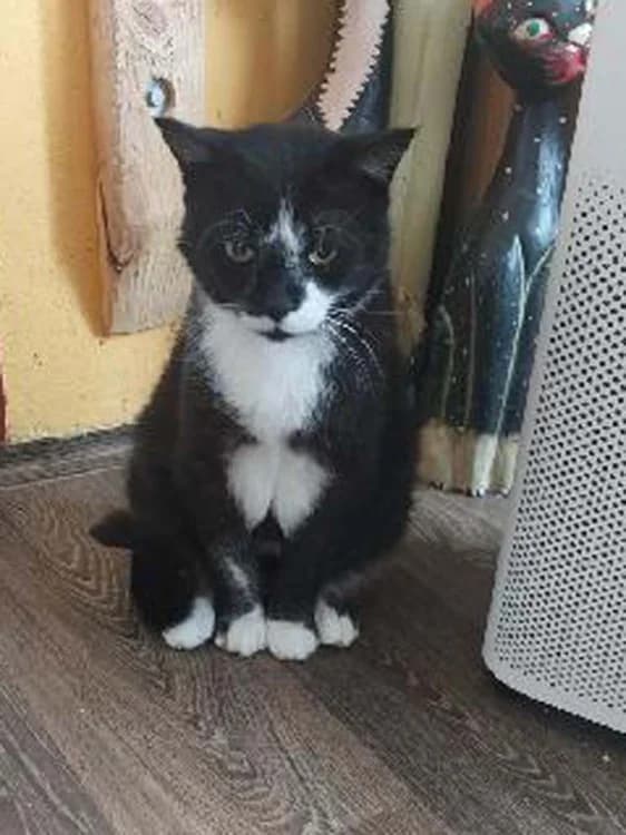 Mikys,  (Teplické kočky, z.s.)