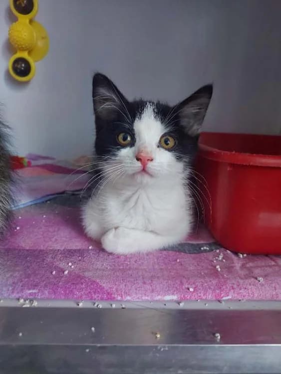 Lavia,  (Teplické kočky, z.s.)