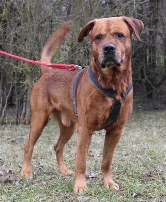 Aiwory, rezavá male mixed breed for adoption at Utulek Brno, Brno