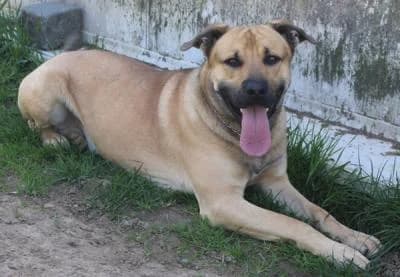 Scooby Doo, plavá s černými znaky male mixed breed for adoption at Utulek Brno, Brno