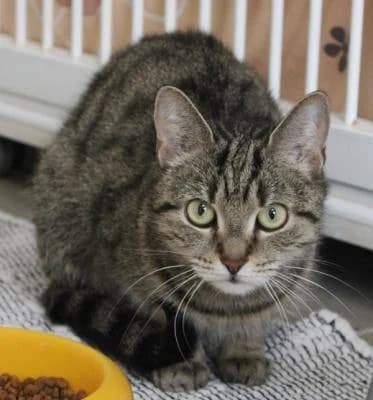 Evropská, tygr female Mixed Breed for adoption at Utulek Brno, Brno