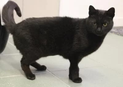 Evropská, černá female Mixed Breed for adoption at Utulek Brno, Brno