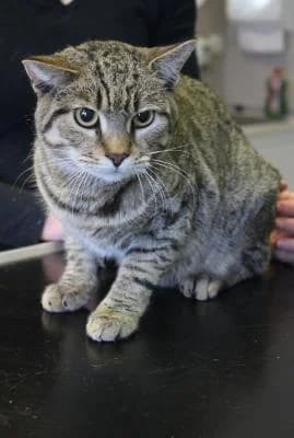Evropská, tygr male Mixed Breed for adoption at Utulek Brno, Brno