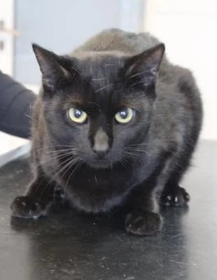 Evropská, černá male Mixed Breed for adoption at Utulek Brno, Brno