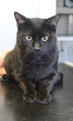 Evropská, černá male Mixed Breed for adoption at Utulek Brno, Brno