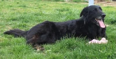 Kessy, černá, bílé znaky female mixed breed for adoption at Utulek Brno, Brno