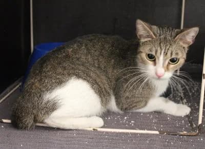 Evropská, tygr, bílé znaky female Mixed Breed for adoption at Utulek Brno, Brno