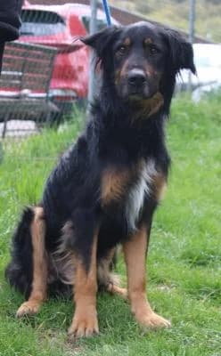 Kříženec Hovawart, černá s pálením, bílá náprsenka male Mixed Breed for adoption at Utulek Brno, Brno