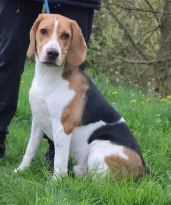 Bígl, trikolora male puppy Mixed Breed for adoption at Utulek Brno, Brno