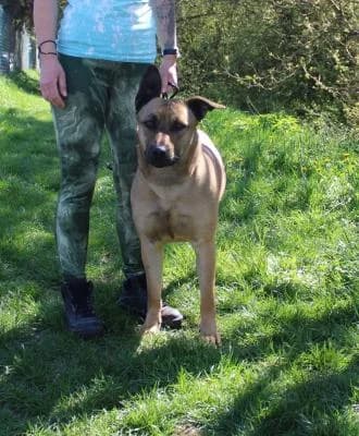 Kříženec, vlkošedá female mixed breed for adoption at Utulek Brno, Brno