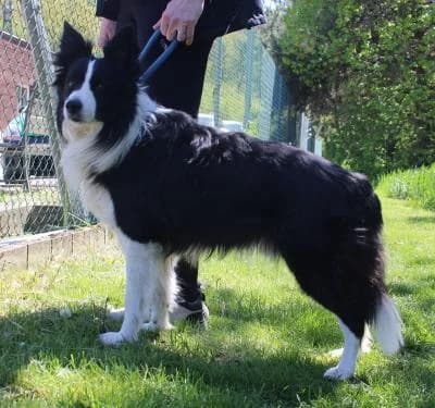 Barney, černobílá male Border Collie for adoption at Utulek Brno, Brno