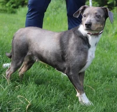 Kříženec, modrá, bílé znaky female mixed breed for adoption at Utulek Brno, Brno