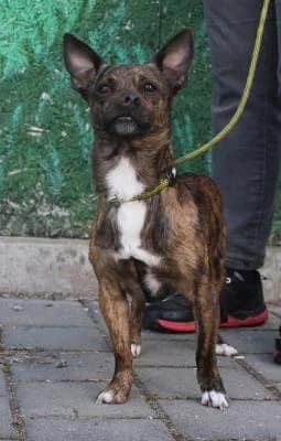 Max,  (Utulek Brno)