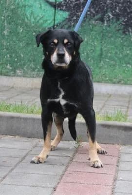 Kříženec, černá s pálením male mixed breed for adoption at Utulek Brno, Brno