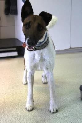 Terry, trikolora male 5yo mixed breed for adoption at Utulek Brno, Brno