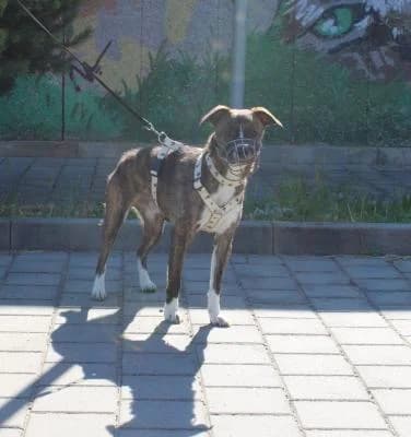 Kříženec, žíhaná, bílé znaky male mixed breed for adoption at Utulek Brno, Brno