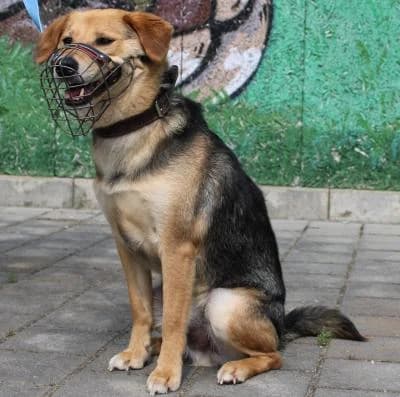 Bert, černá, hnědé znaky male 7yo mixed breed for adoption at Utulek Brno, Brno