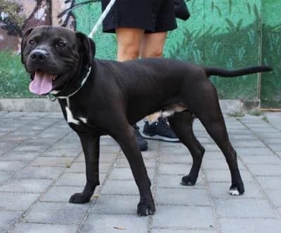 Kříženec, černá, bílé znaky male mixed breed for adoption at Utulek Brno, Brno