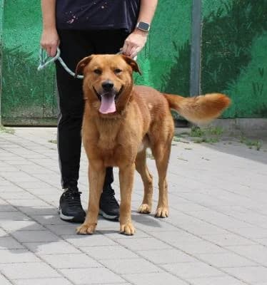 Kříženec, rezavá male mixed breed for adoption at Utulek Brno, Brno