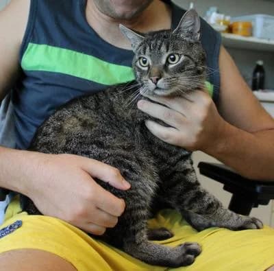 Evropská, Mixed Breed (Utulek Brno)