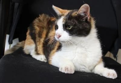 Evropská, Mixed Breed (Utulek Brno)