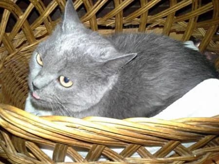 Britka, female Mixed Breed for adoption at Útulek Dášenka — Liga na ochranu zvířat — photo 2 of 2