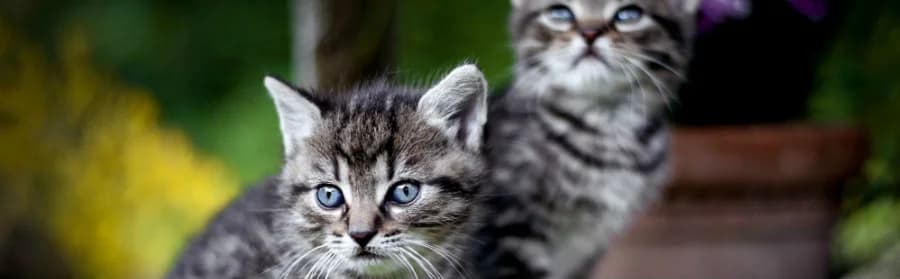 Pánvička, female Mixed Breed for adoption at Útulek Dášenka — Liga na ochranu zvířat