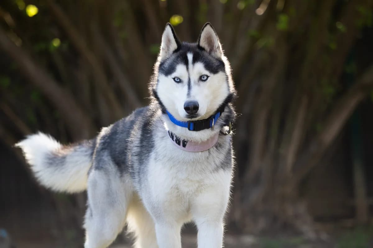 Alfa, Bíločerná male 3yo Husky for adoption at Útulek Dogsy