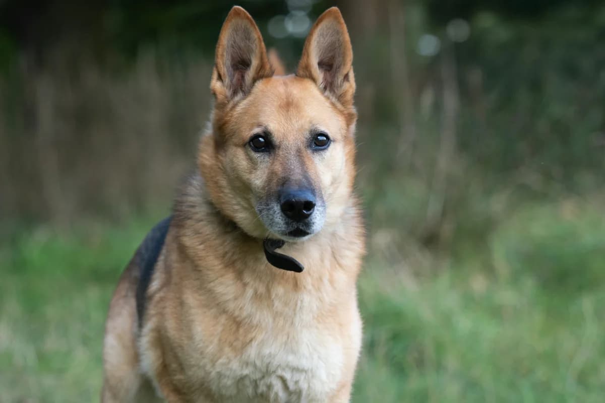 Benda, Světle hnědá male senior mixed breed for adoption at Útulek Dogsy