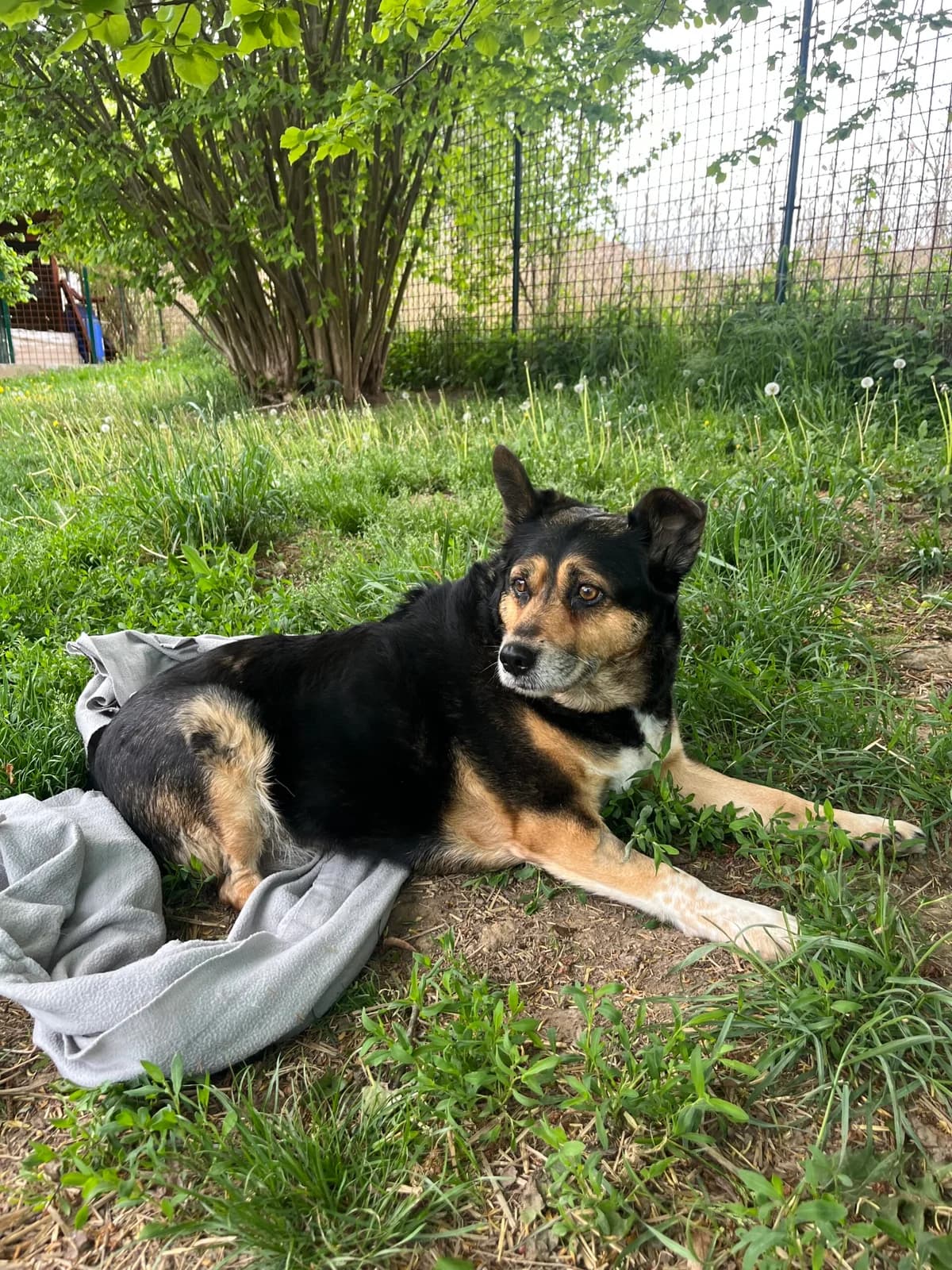 Besi 3, Černá s pálením female senior mixed breed for adoption at Útulek Dogsy