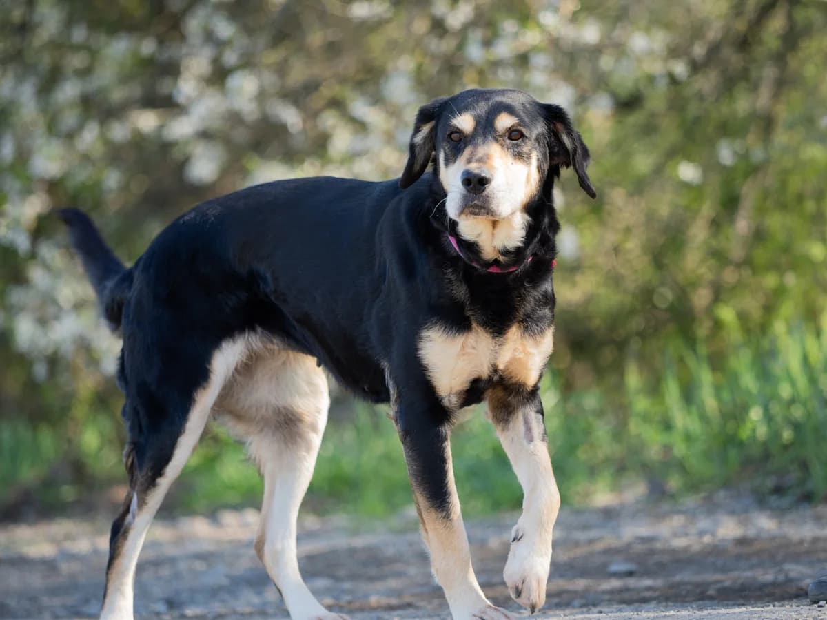 Bibi 2, Černá s pálením female 7yo mixed breed for adoption at Útulek Dogsy