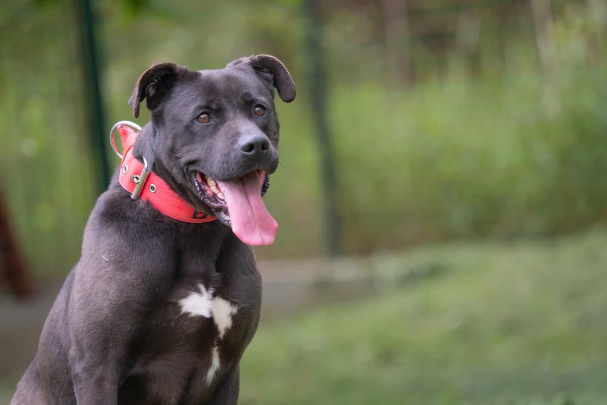 Black, černá male puppy mixed breed for adoption at Útulek Dogsy