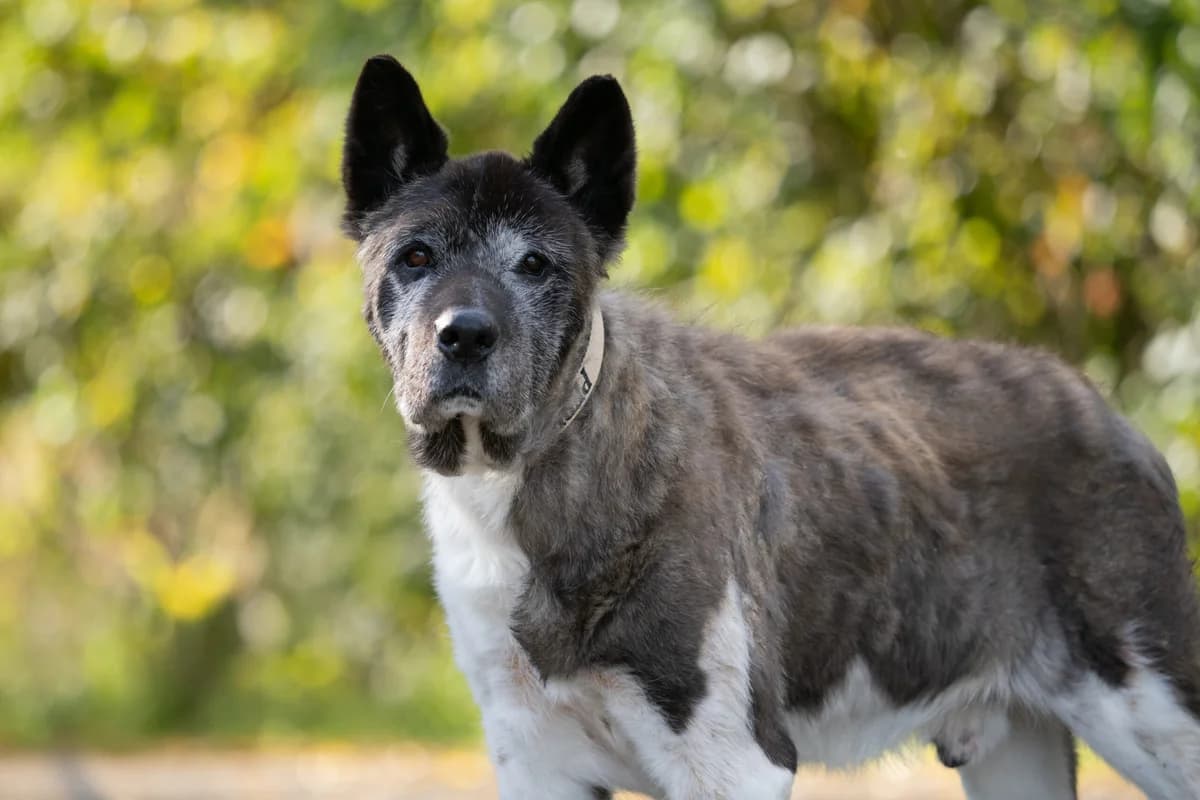 Bou, Hnědobílá male senior Akita for adoption at Útulek Dogsy