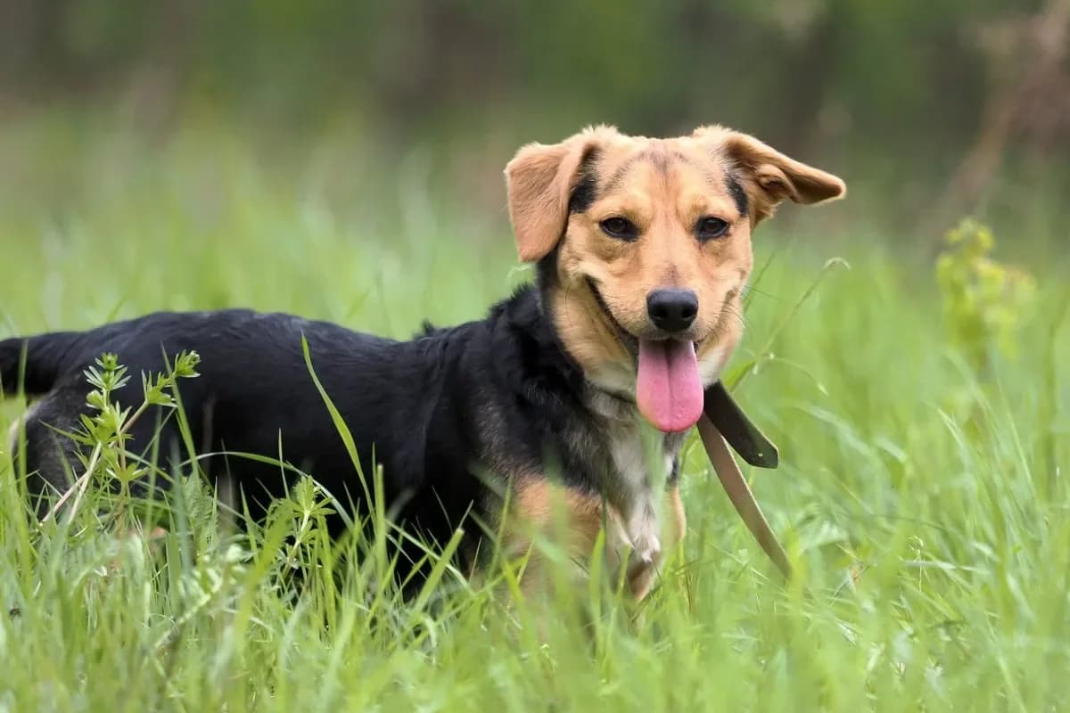 Brit, černo-hnědý male 3yo mixed breed for adoption at Útulek Dogsy