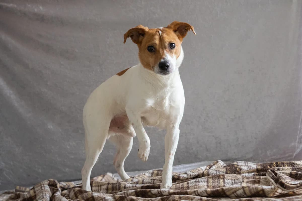 Dex, hnědobílá male puppy Jack Russell Terrier for adoption at Útulek Dogsy