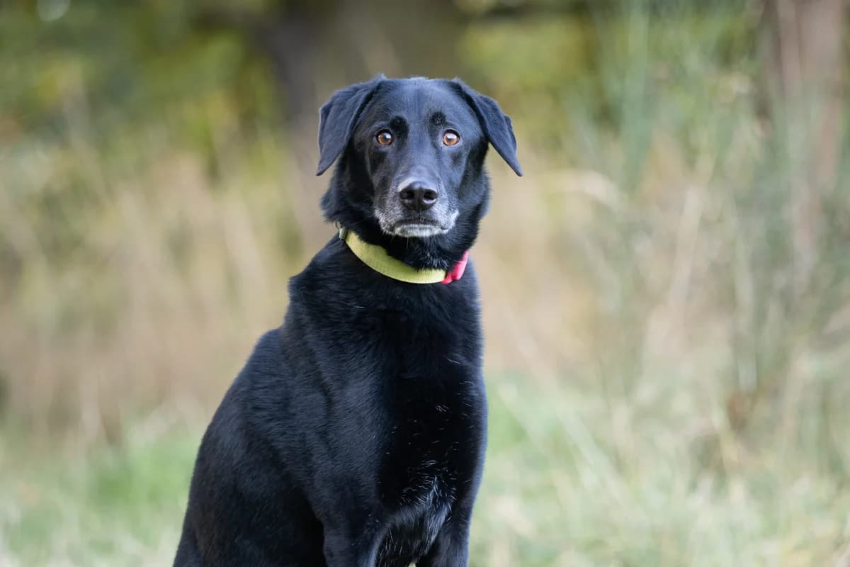 Eliot, Černá male 7yo mixed breed for adoption at Útulek Dogsy