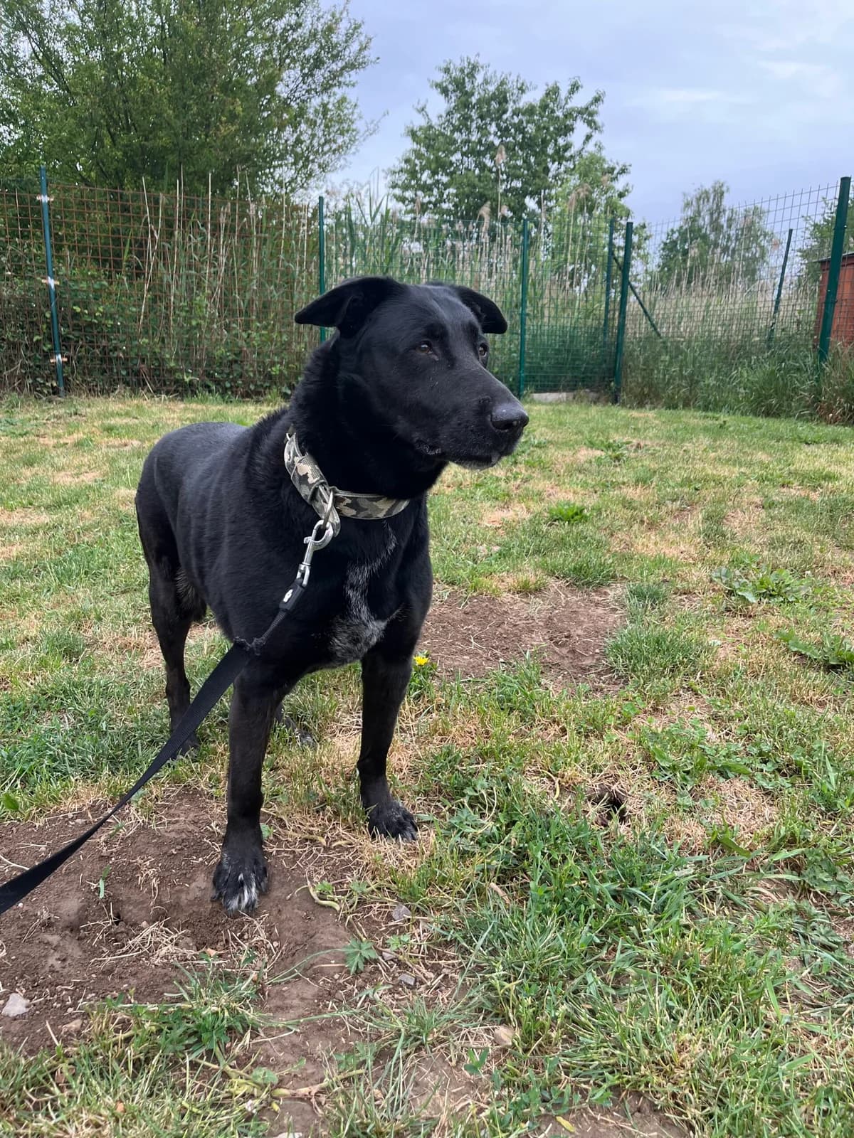 Enzie, Černá female 6yo mixed breed for adoption at Útulek Dogsy